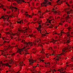 Flower Wall - Stacie
